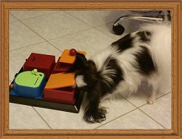 Intelligenzspielzeug-für-Hunde