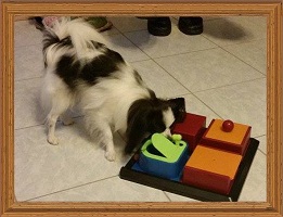 Intelligenzspielzeug-für-Hunde